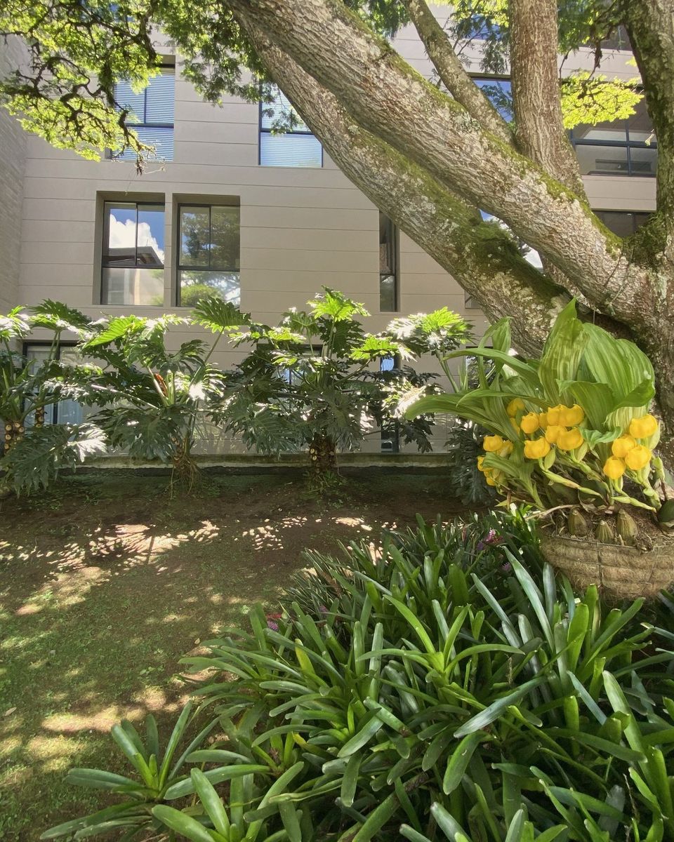Orquídeas en los árboles en la unidad, en Llanogrande